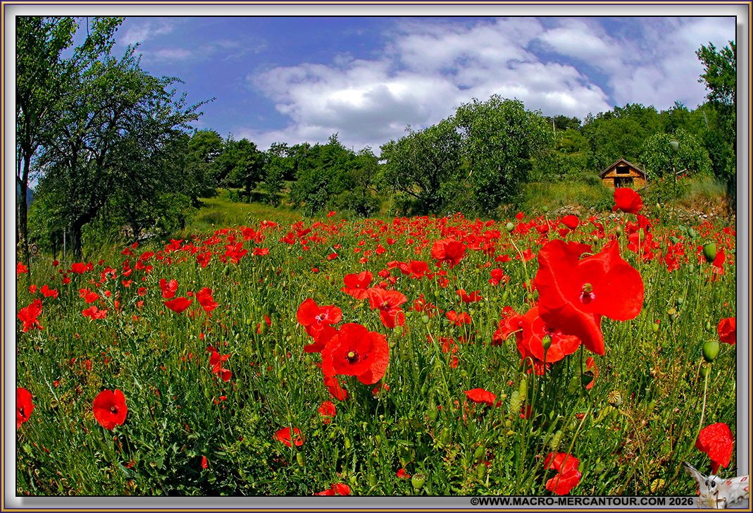 Coquelicots